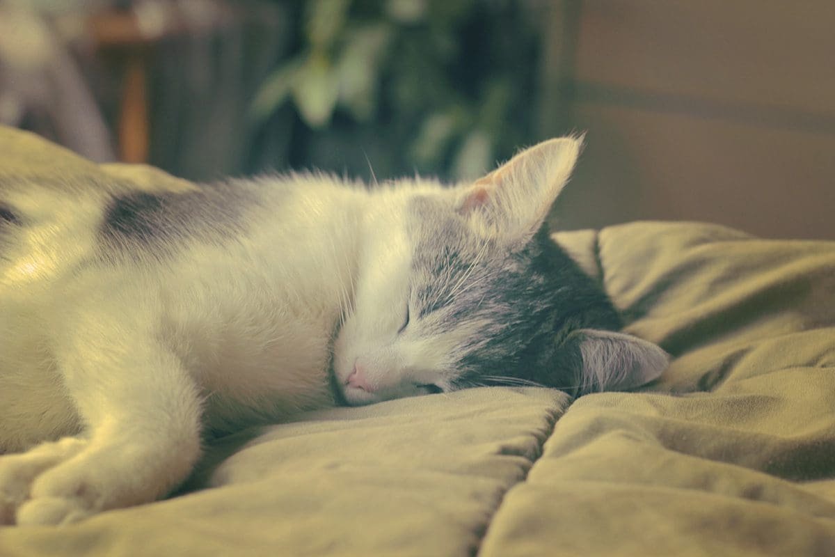 Springtime In Belgium